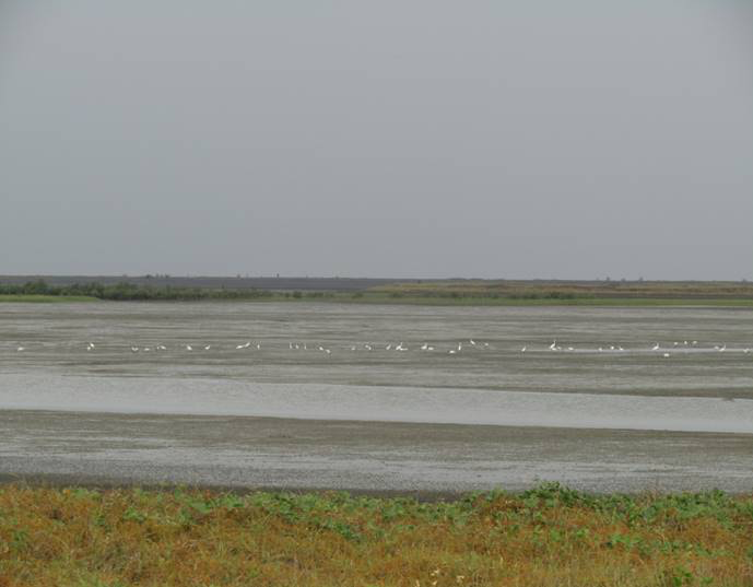 Habitat Type of Waterbirds, Nanthar Island